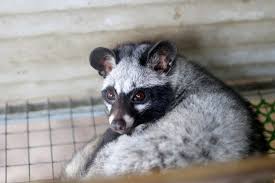 chồn hương giống