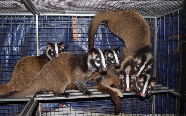 Nuôi chồn hương 