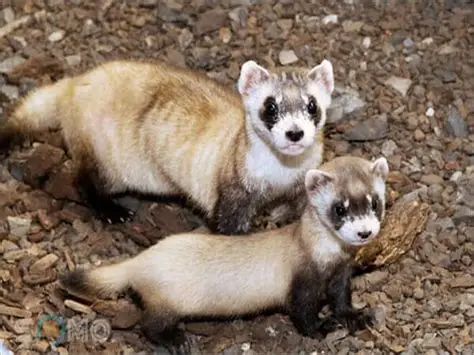 chồn tại trang trại