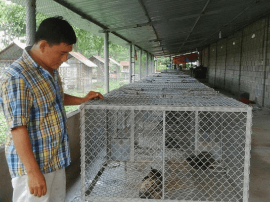 Kỹ thuật vệ sinh chuồng trại nuôi chồn hương sạch sẽ