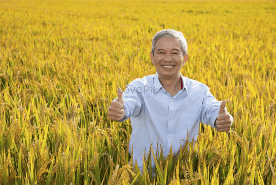 nuôi chồn hương