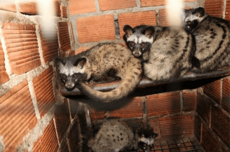 nuôi chồn hương