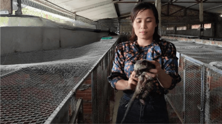 chồn hương thương phẩm