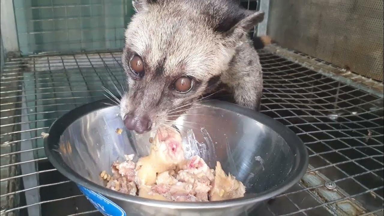 Thu mua và Bao tiêu Chồn Hương tại Miền Trung