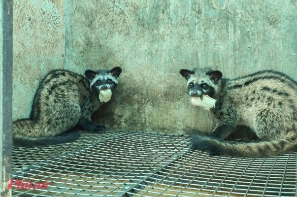 mô hình nuôi chồn hương