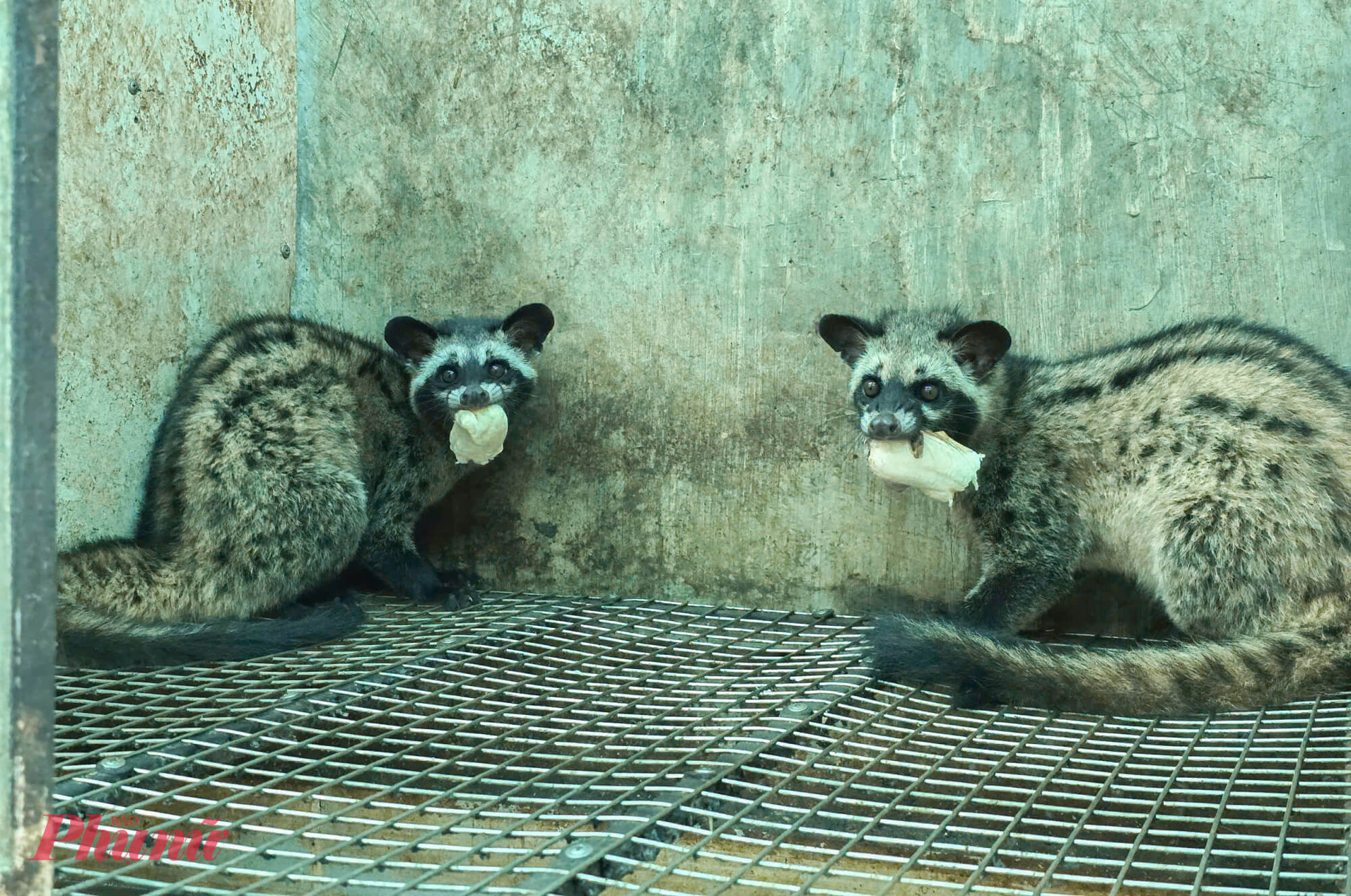 Cặp chồn giống bố mẹ